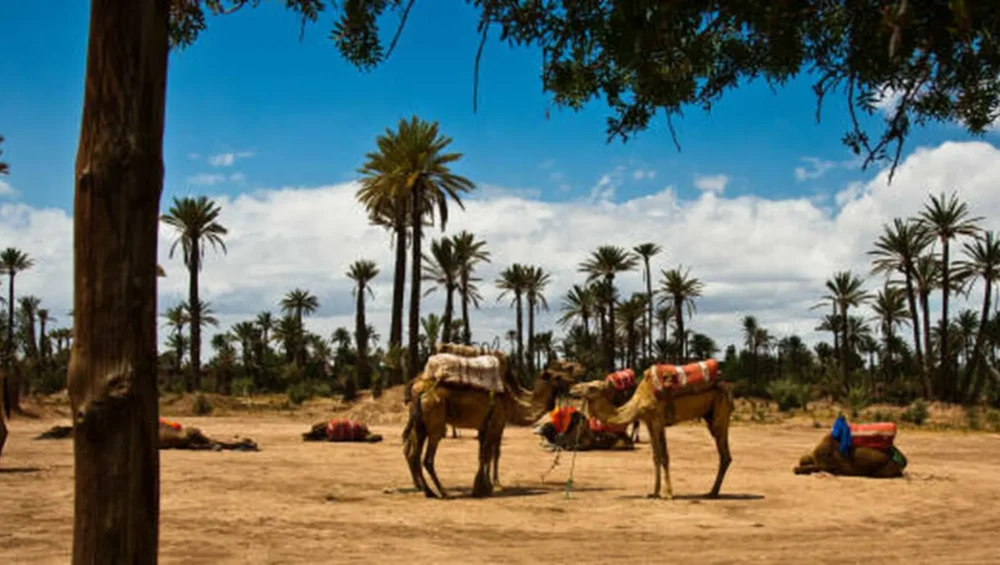 marrakech camel ride
