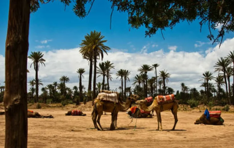 Desert Serenity: Camel Ride in Marrakech’s Palmeraie
