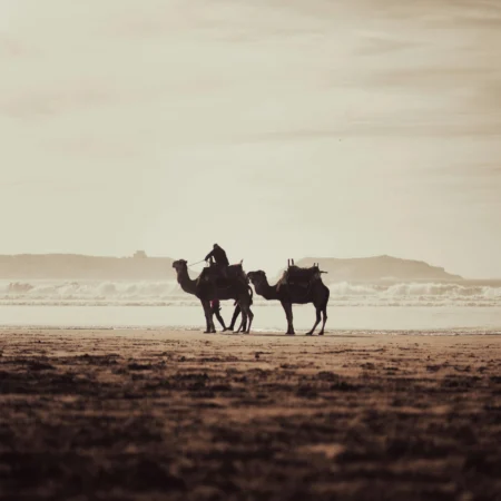 essaouira camel ride