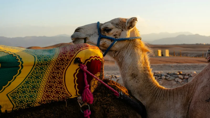agafay camel ride